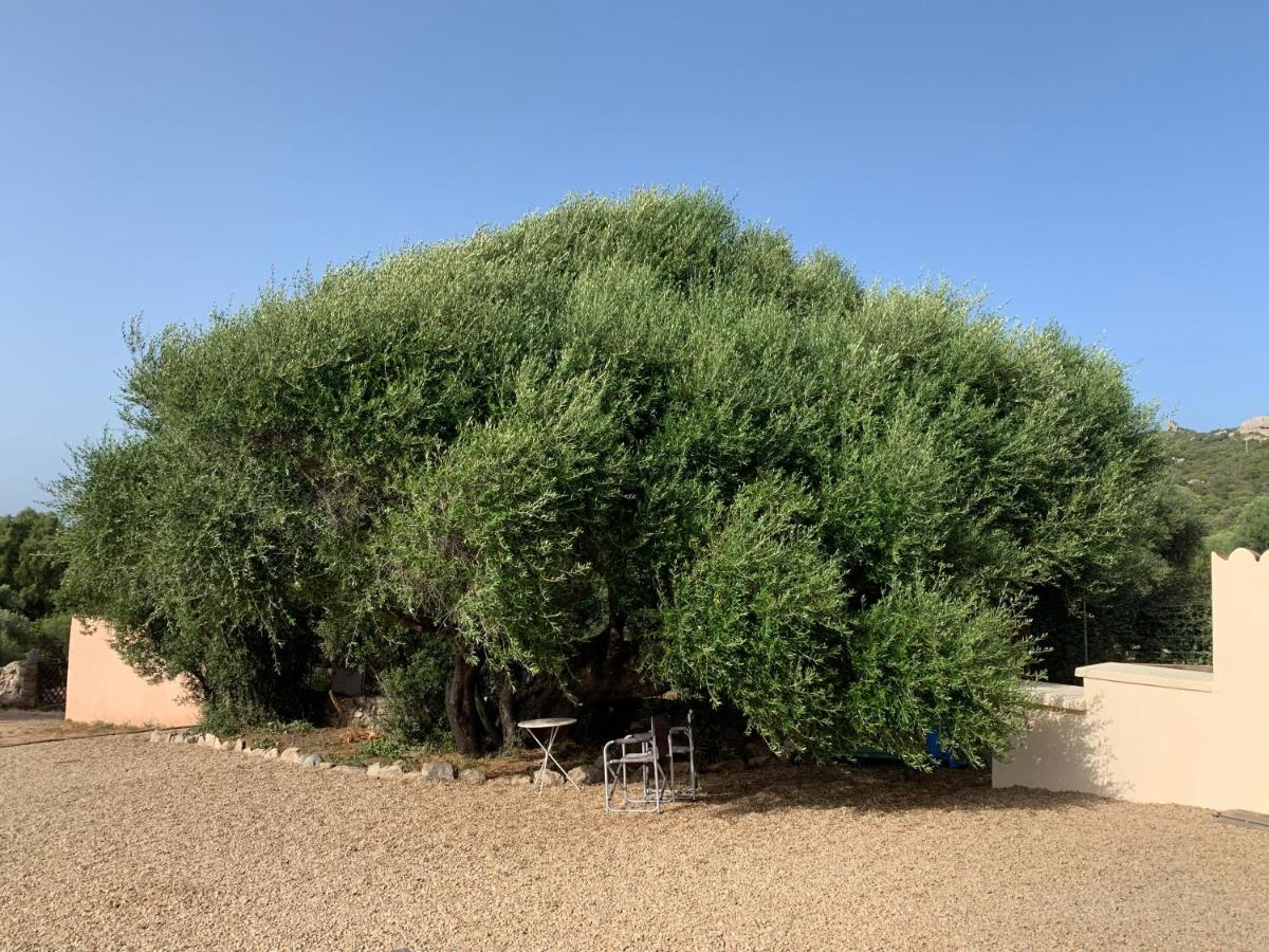 Stazzu Nuraghe Mannucciu Guest House Rena Majore Exterior foto