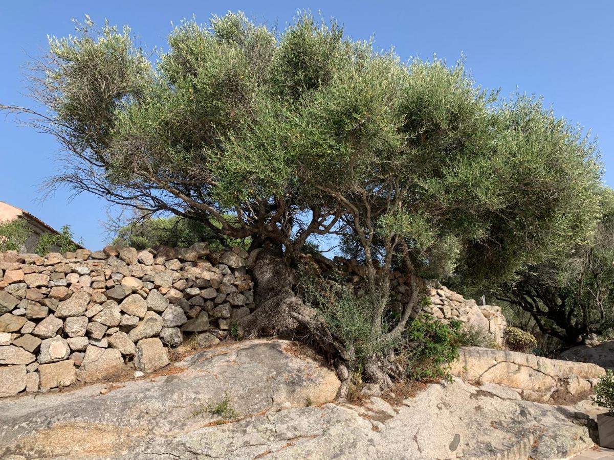 Stazzu Nuraghe Mannucciu Guest House Rena Majore Exterior foto